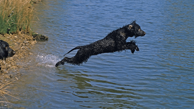 Irish Water Spaniel Irish Water Spaniel