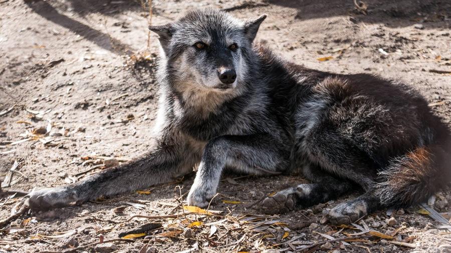 Shade em um santuário para cães-lobos - Reprodução/Facebook