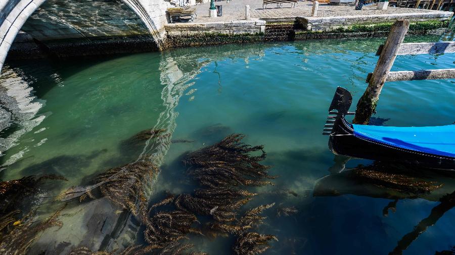 Canais de Veneza ficam com água cristalina sem turistas - AFP
