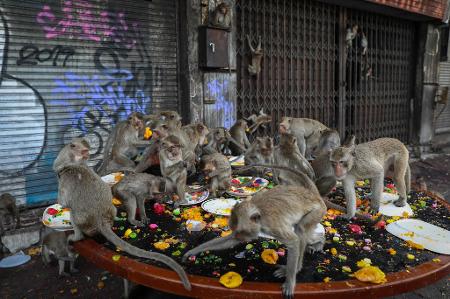 macacos fofos vivem nos templos da tailândia. 15935604 Foto de