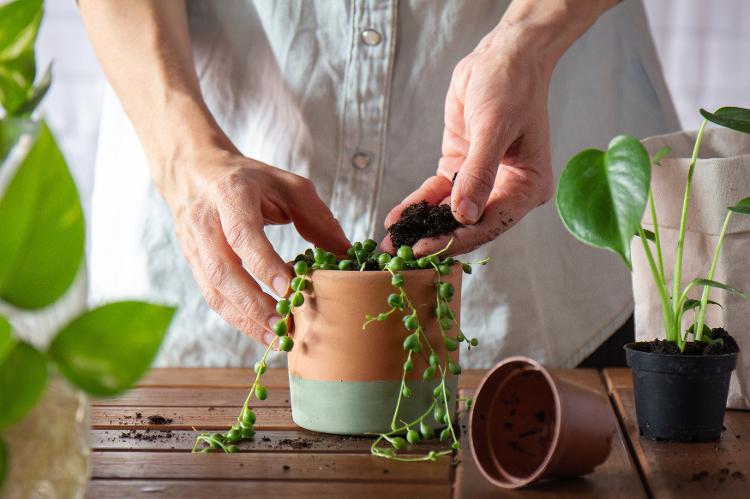 Cuidados com a suculenta Colar de Pérolas - Getty Images/iStockphoto - Getty Images/iStockphoto