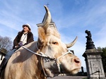 ONG resgata cavalos no Uruguai, onde abates aumentam rapidamente