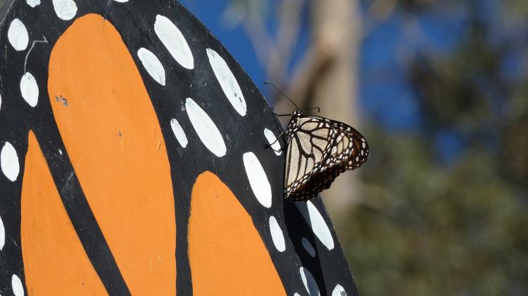 Borboletas monarcas migratórias descansam no bosque Monarch Butterfly Grove, em Pismo Beach, costa central da Califórnia -  Fernanda Ezabella/ysoke -  Fernanda Ezabella/UOL