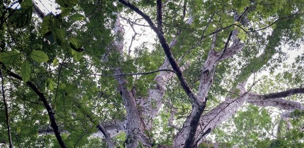  Dinizia excelsa bebê e gigante: exemplares de tamanho intermediário não foram encontrados