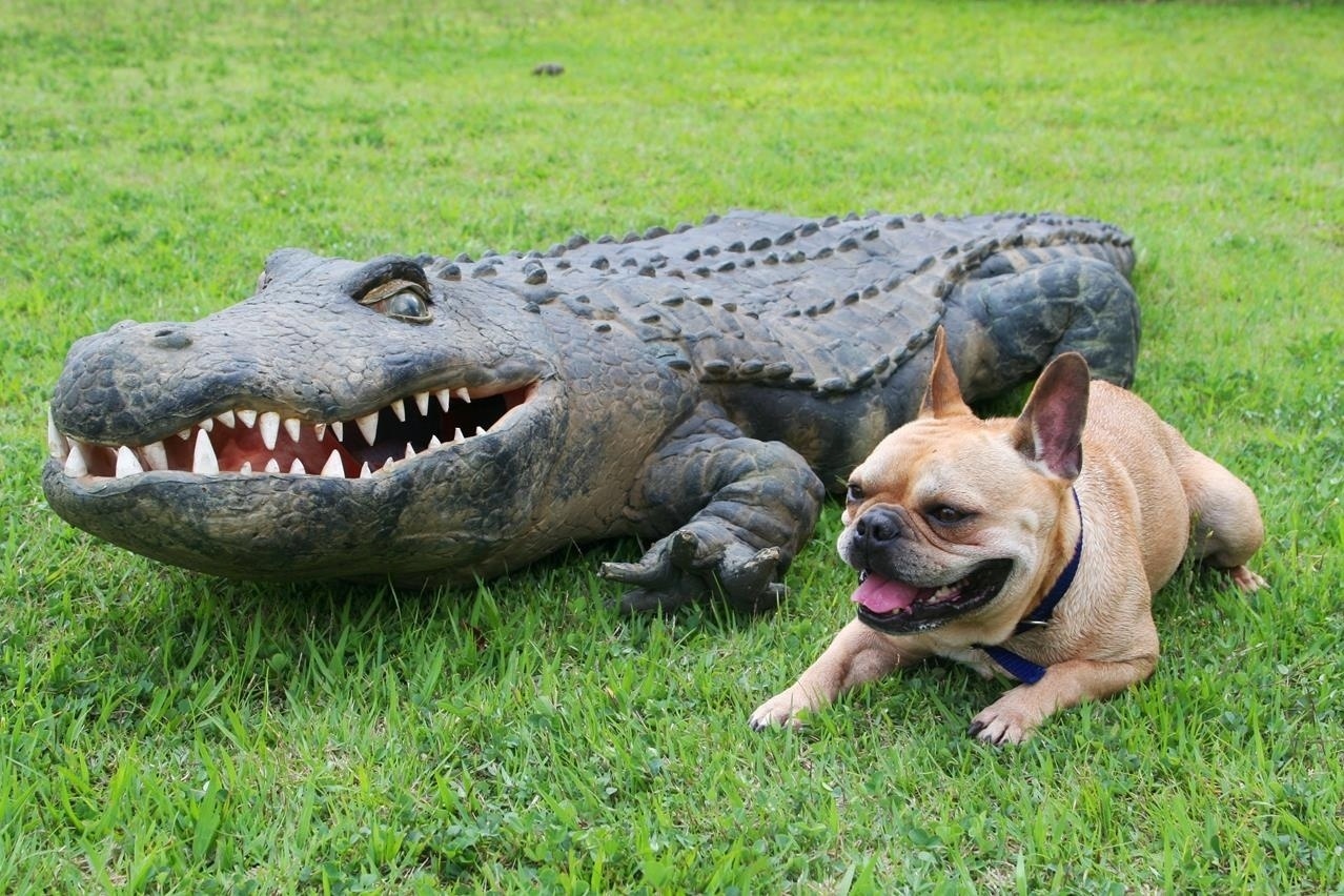 Fantasia de jacaré tem 2 metros e 45 centímetros e foi criada com espuma para ficar leve e confortável no cachorro - Cauana Fernandes/SBT