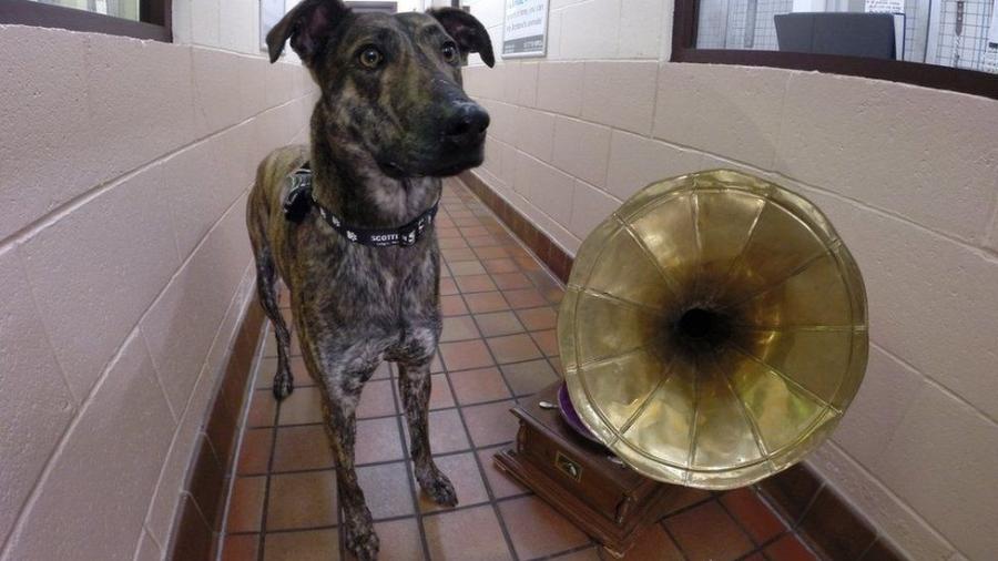 Apesar de em geral responderem bem a rock leve e reggae, cães teriam suas próprias preferências musicais, afirmam pesquisadores  - SPCA Escocesa