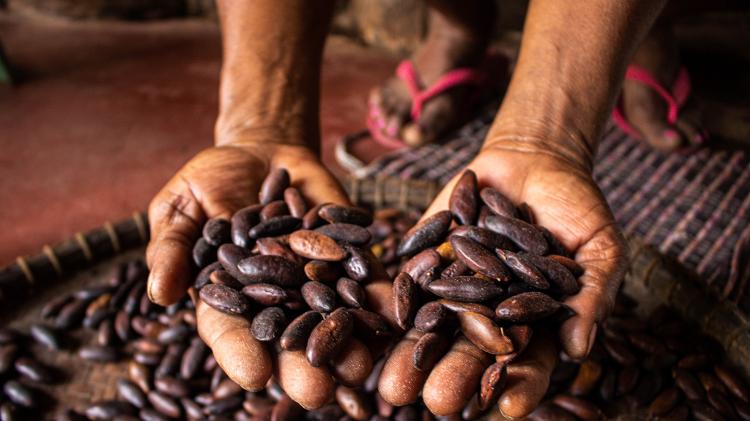 Produção de castanha de baru é esperança de geração de renda na Terra Indígena Capoto Jarina (MT), território Kayapó. - Camila Araujo/ISPN - Camila Araujo/ISPN