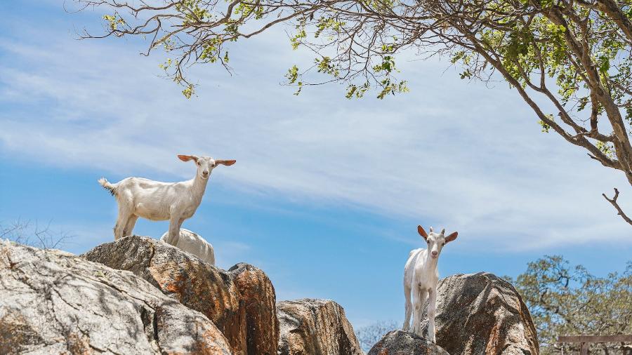 Criação de cabras no município de Uauá, Bahia. 