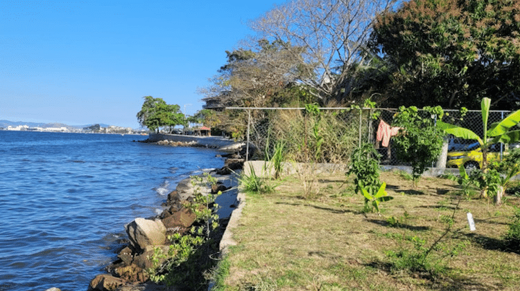 A agrofloresta da UPA inspirada pela do Cocotá foi iniciada na beira da Baía de Guanabara