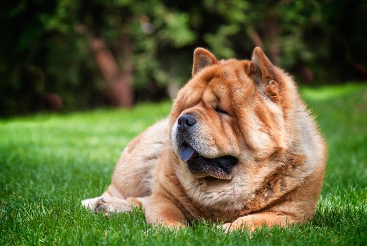 Chow Chow Chow Chow
