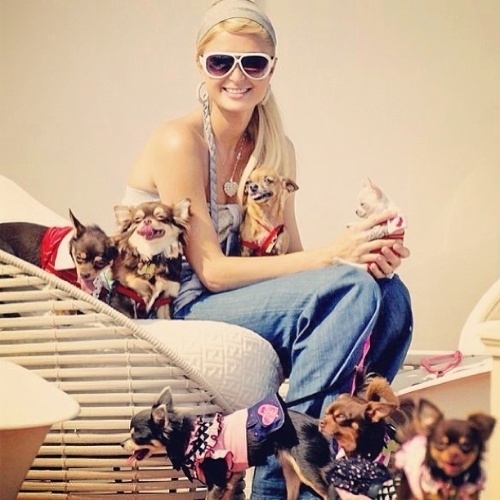 26.mai.2013 - Fã de cachorros, Paris Hilton postou no Instagram uma foto sua com seus sete animais de estimação. "Eu amo meus bebês! Eles sempre me fazem sorrir", escreveu