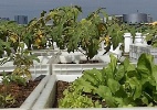Jardins verticais podem ajudar a conter calor e barulho em SP - BBC