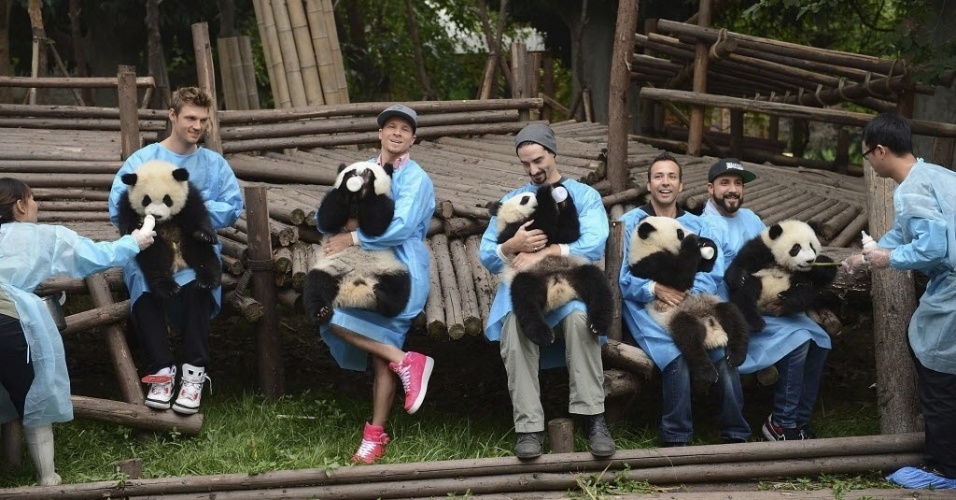 30.mai.2013 - Cantores dos Backstreet Boys seguram filhotes de panda gigante no colo durante visita ao centro de pesquisa de pandas gigantes em Chengdu, na província chinesa de Sichuan. Nick Carter, Brian Littrell, Kevin Richardson, Howie Dorough e A.J. McLean (da esquerda para a direita) estão atualmente em turnê pelo país oriental