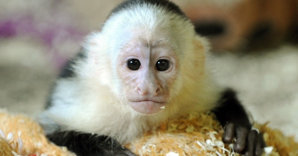 31.mai.2013 - Mally, o macaco-prego que pertencia ao cantor Justin Bieber, foi levado para um parque alemão. Ele foi confiscado no aeroporto de Munique uma vez que o cantor não possuía documentação necessária para viajar com o animal