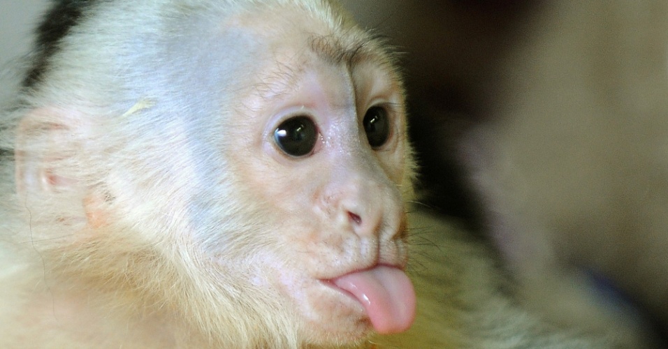 31.mai.2013 - Mally, o macaco-prego que pertencia ao cantor Justin Bieber, foi levado para um parque alemão. O animal foi levado para o local em segredo, para sua proteção, mas os fãs vão poder visitá-lo