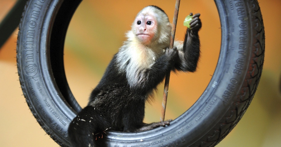 31.mai.2013 - Mally, o macaco que pertencia ao cantor Justin Bieber, foi transferido para o Parque Serengeti, em Hodenhagen, na Alemanha. O macaco-prego ficará em quarentena por algumas semanas no local