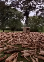 Fotos: As multidões nuas de Spencer Tunick - 07/06/2013 - UOL ...