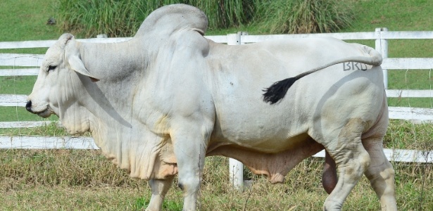 O abate de bovinos, assim como o de frangos, foi recorde no segundo trimestre de 2012 - Antonio Chahestian/Record