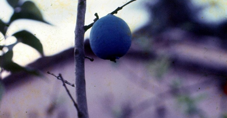 Caetano Veloso Araçá Azul - Reprodução/Ivan Cardoso