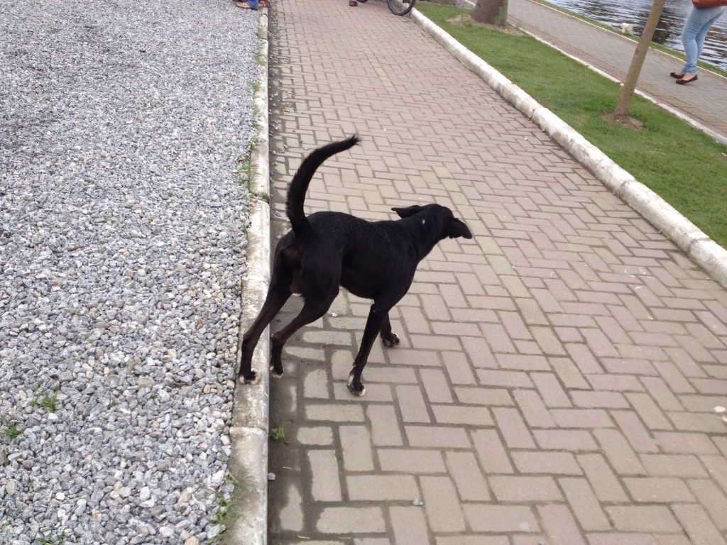 No primeiro dia da Flip, o cão preto andava de um lado para o outro como se estivesse perdido no meio de tanta gente em Paraty - Mirella Nascimento/UOL
