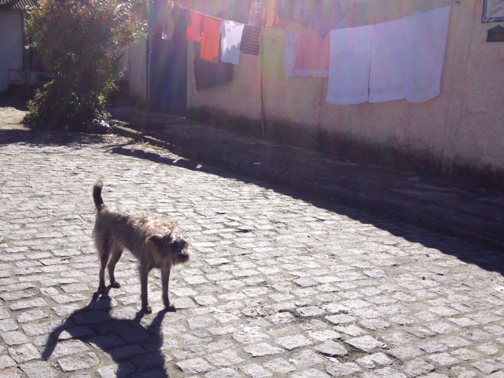 Peludo e descabelado, o cão da foto latia sozinho em uma manhã de julho em Paraty - Mirella Nascimento/UOL