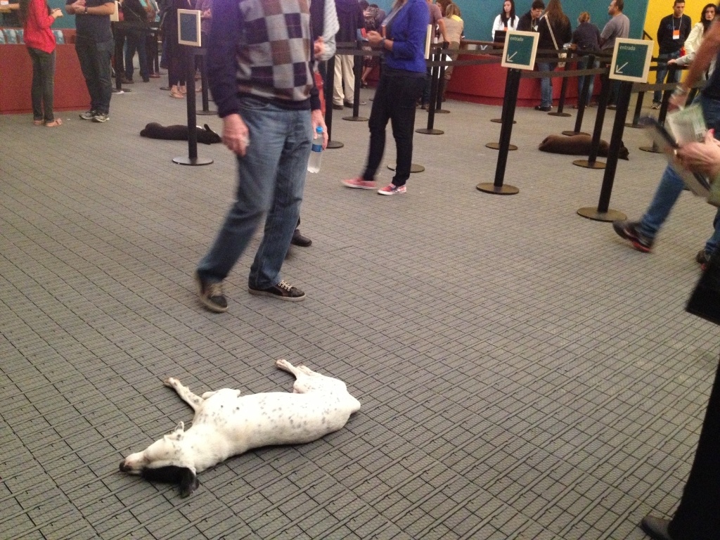 Poucas horas antes da conferência de abertura da Flip, com Milton Hatoum, três cachorros pareciam não se importar com as filas que já começavam a se formar na Tenda dos Autores - Mirella Nascimento/UOL