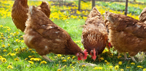 As galinhas devem ser criadas em grupos de no mínimo três e nunca sozinhas; a presença de um galo não é obrigatória. Uma galinha saudável e bem tratada pode viver até 15 anos - Thinkstock