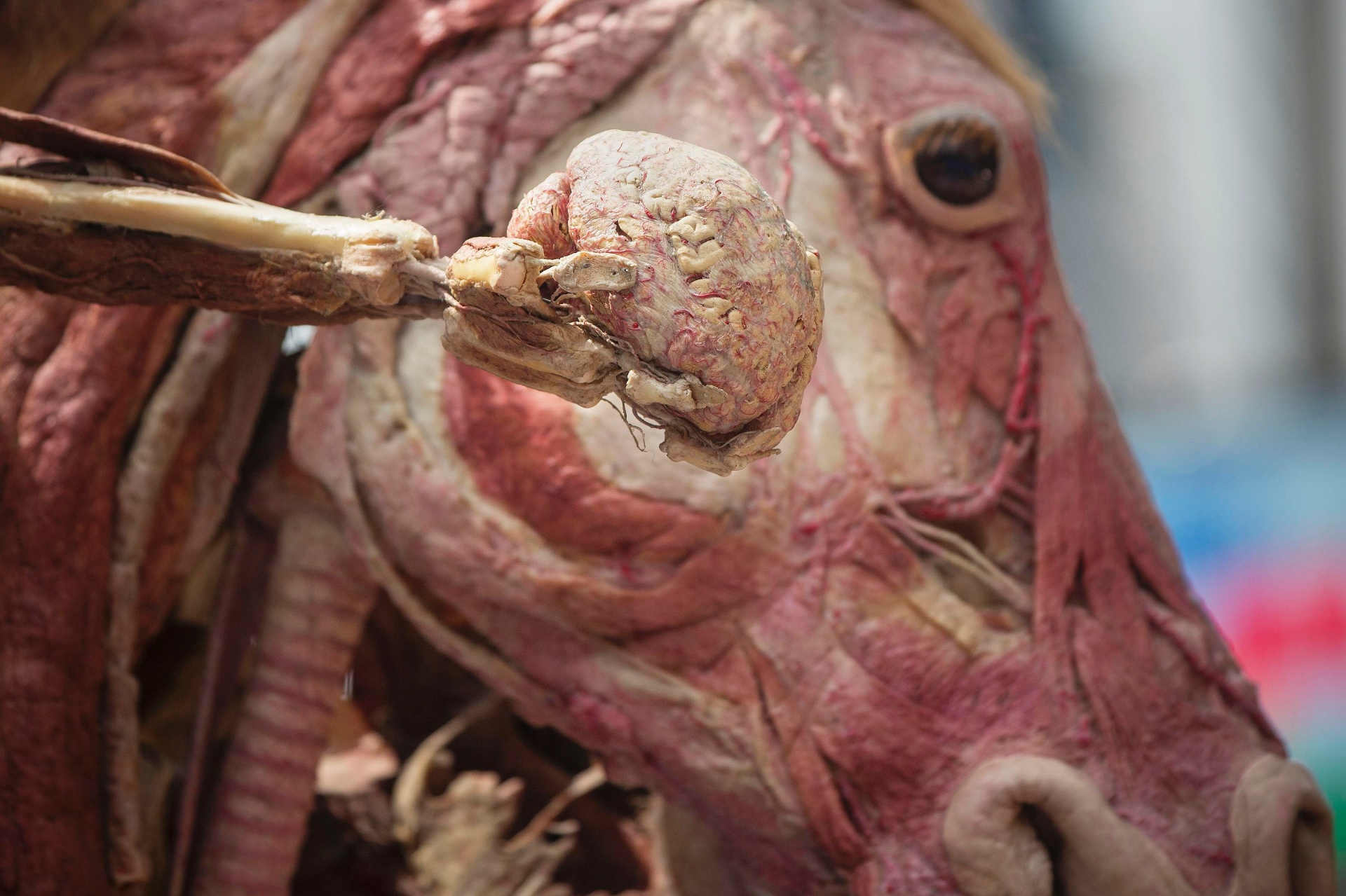 24.jul.2013 - Corpos dissecados de um homem e um cavalo foram colocados na Times Square, em Nova York, para a divulgação da exposilção "Body Worlds: Pulse", em cartaz na cidade americana - Shannon Stapleton/Reuters