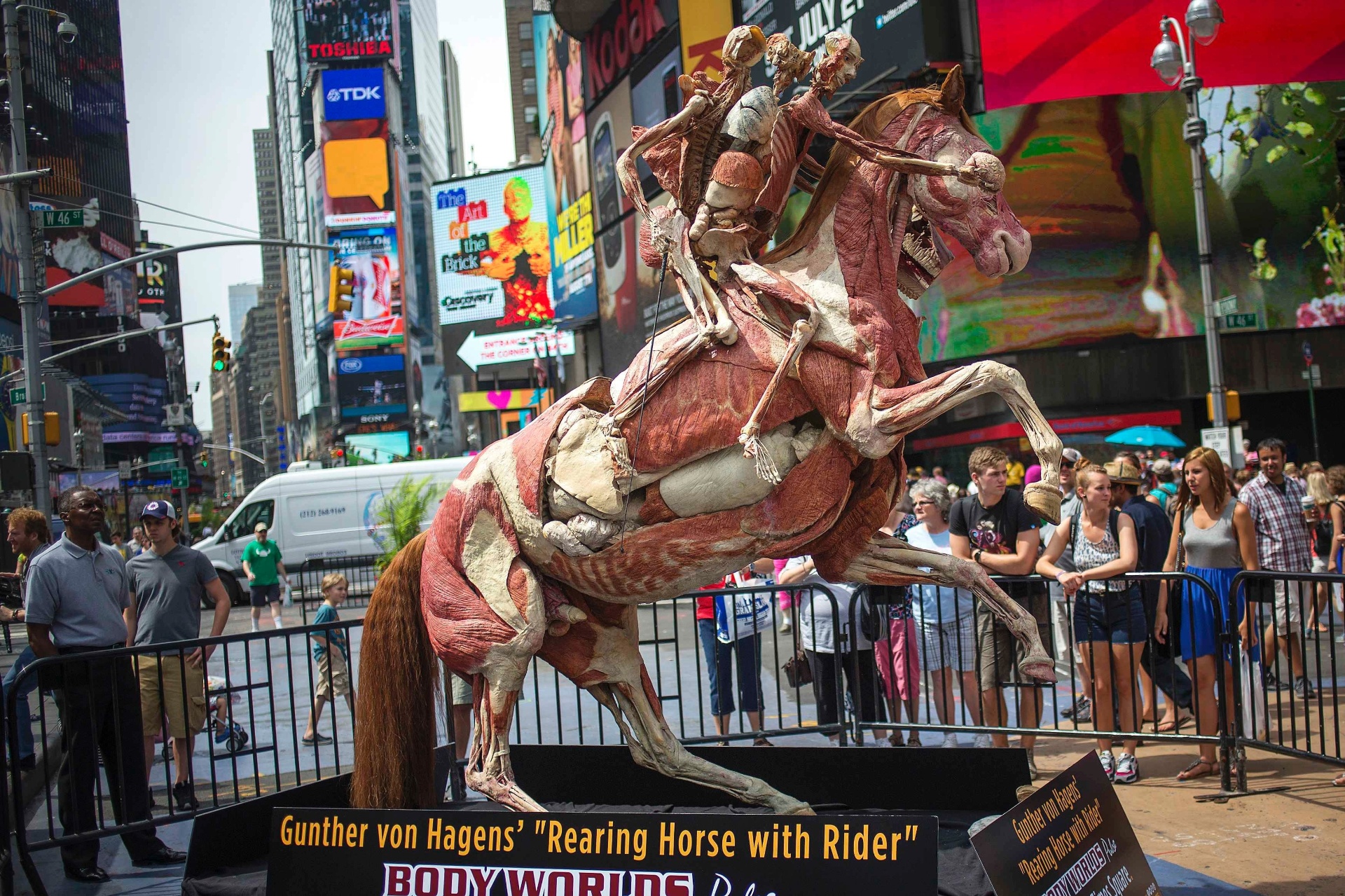 24.jul.2013 - Corpos dissecados de um homem e um cavalo foram colocados na Times Square, em Nova York, para a divulgação da exposilção "Body Worlds: Pulse", em cartaz na cidade americana - Shannon Stapleton/Reuters