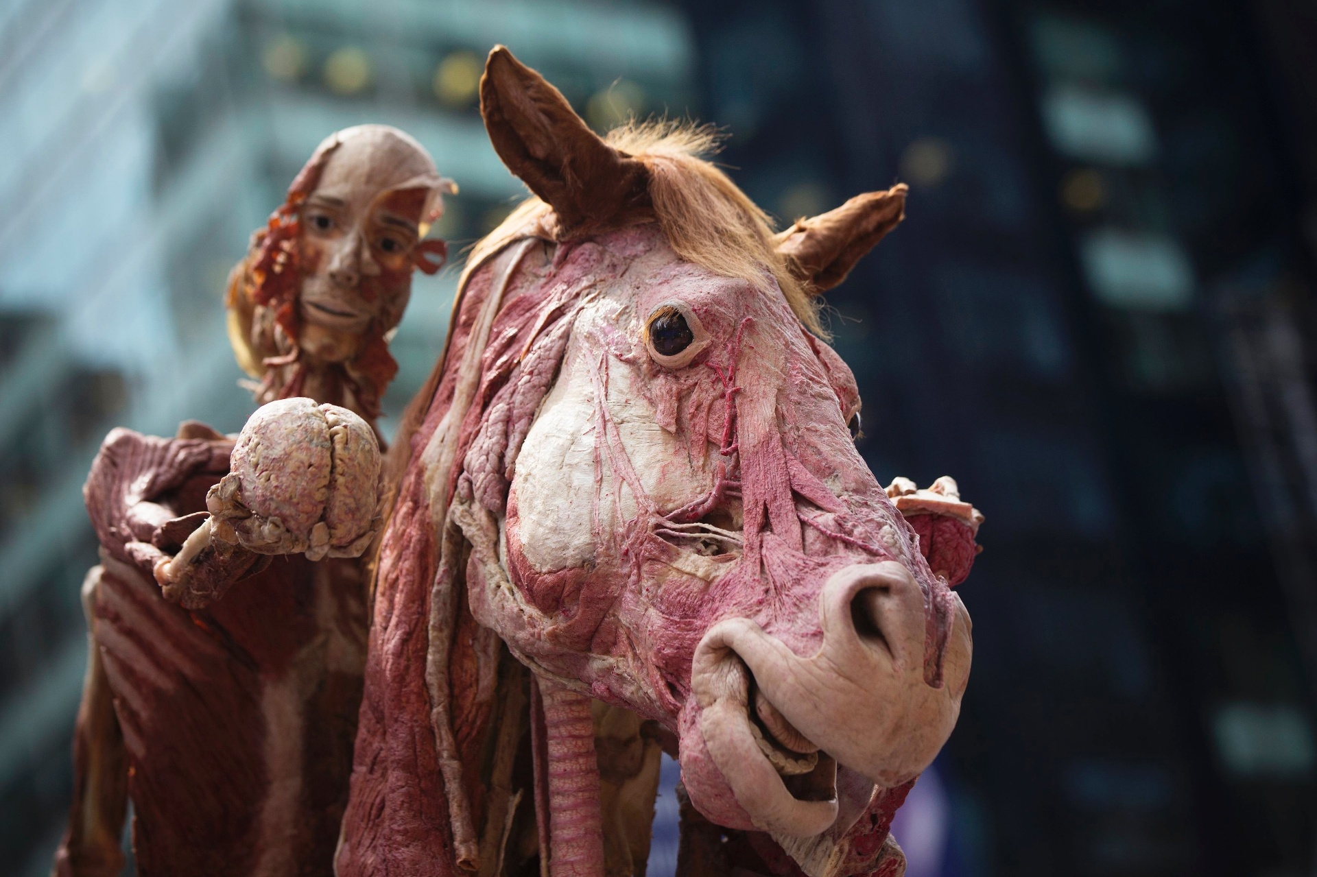24.jul.2013 - Corpos dissecados de um homem e um cavalo foram colocados na Times Square, em Nova York, para a divulgação da exposilção "Body Worlds: Pulse", em cartaz na cidade americana - Shannon Stapleton/Reuters