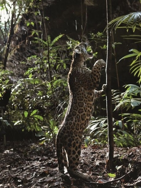 Cena do documentário "Amazonia", coprodução França-Brasil que será exibida no Festival de Veneza, mas fora da competição - Araquém Alcântara/Divulgação