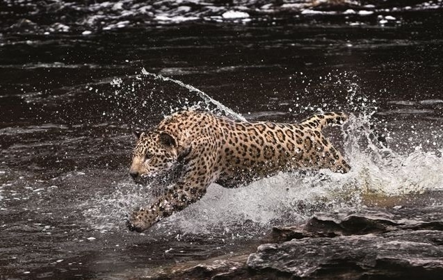 Cena do documentário "Amazonia", coprodução França-Brasil que será exibida no Festival de Veneza, mas fora da competição - Araquém Alcântara/Divulgação
