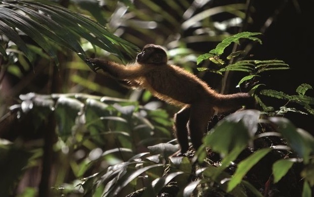Cena do documentário "Amazonia", coprodução França-Brasil que será exibida no Festival de Veneza, mas fora da competição - Araquém Alcântara/Divulgação