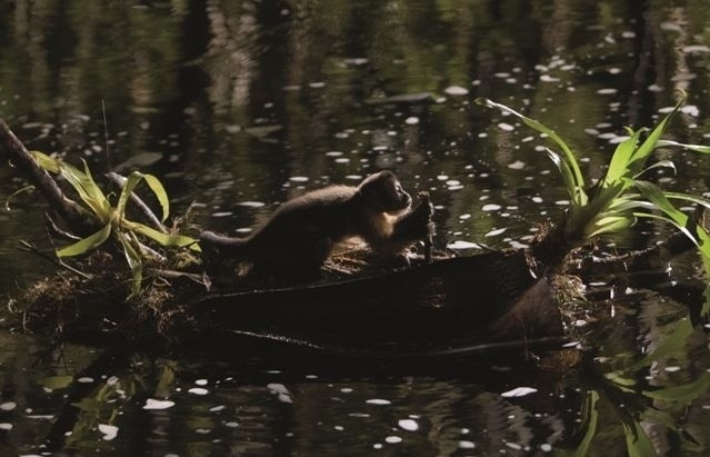 Cena do documentário "Amazonia", coprodução França-Brasil que será exibida no Festival de Veneza, mas fora da competição - Araquém Alcântara/Divulgação