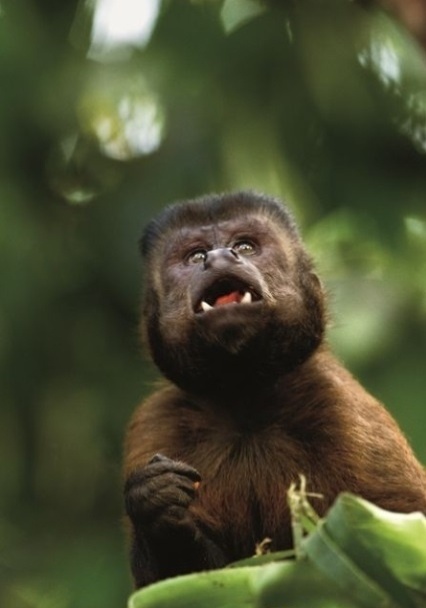 Cena do documentário "Amazonia", coprodução França-Brasil que será exibida no Festival de Veneza, mas fora da competição - Araquém Alcântara/Divulgação