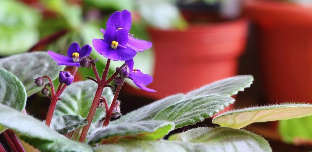 Violetas se adaptam bem aos ambientes internos, mas precisam de luminosidade e substrato drenado - Getty Images