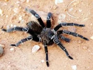 Brasileiros avançam no uso do veneno de aranha-caranguejeira contra câncer