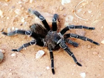 Brasileiros avançam no uso do veneno de aranha-caranguejeira contra câncer