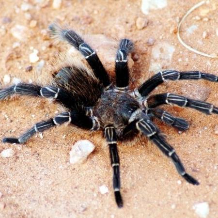 Aranha-caranguejeira é vista em estrada de Bonito 