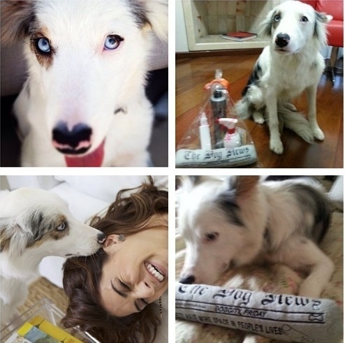 14.ago.2013- Fernanda Paes Leme comemora o aniversário de um ano do seu cachorrinho