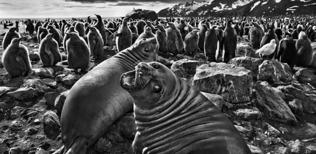 Geórgia do Sul, de Sebastião Salgado, da série Gênesis, 2009, Galeria Tempo - Sebastião Salgado - Sebastião Salgado