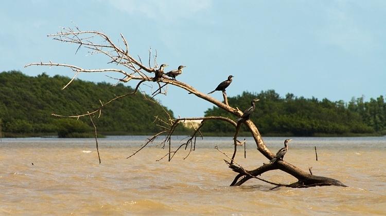 Aves descansam em tronco de árvore no meio do Rio Parnaíba Aves descansam em tronco de árvore no meio do Rio Parnaíba