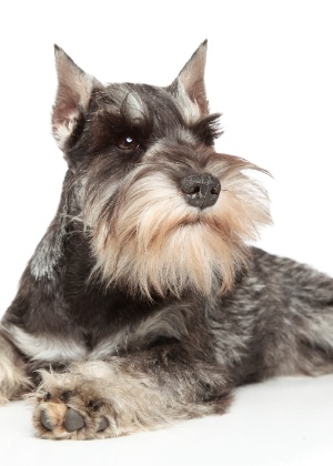 Schnauzer é a raça da cadela que teria sido agredida por outro cão em uma praça de Ribeirão Preto (SP) - Getty Images