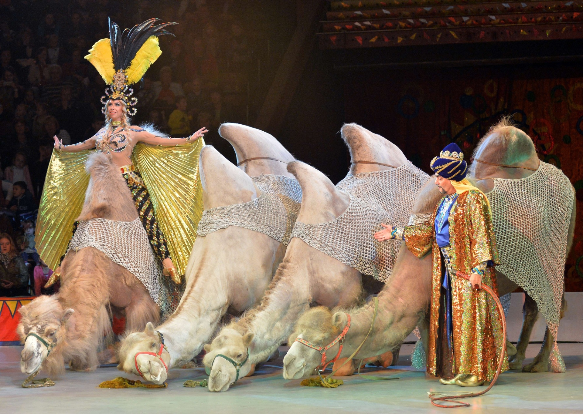 19.set.2013 - Camelos adestrados fazem parte do novo show do Circo Nacional da Ucrânia, "Caravana as Maravilhas" - AFP PHOTO/ SERGEI SUPINSKY