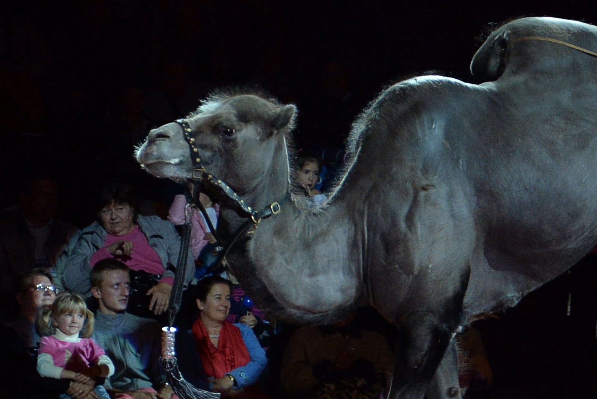 19.set.2013 - Circo Nacional da Ucrânia utiliza camelos em seu novo show, "Caravana as Maravilhas" - AFP PHOTO/ SERGEI SUPINSKY