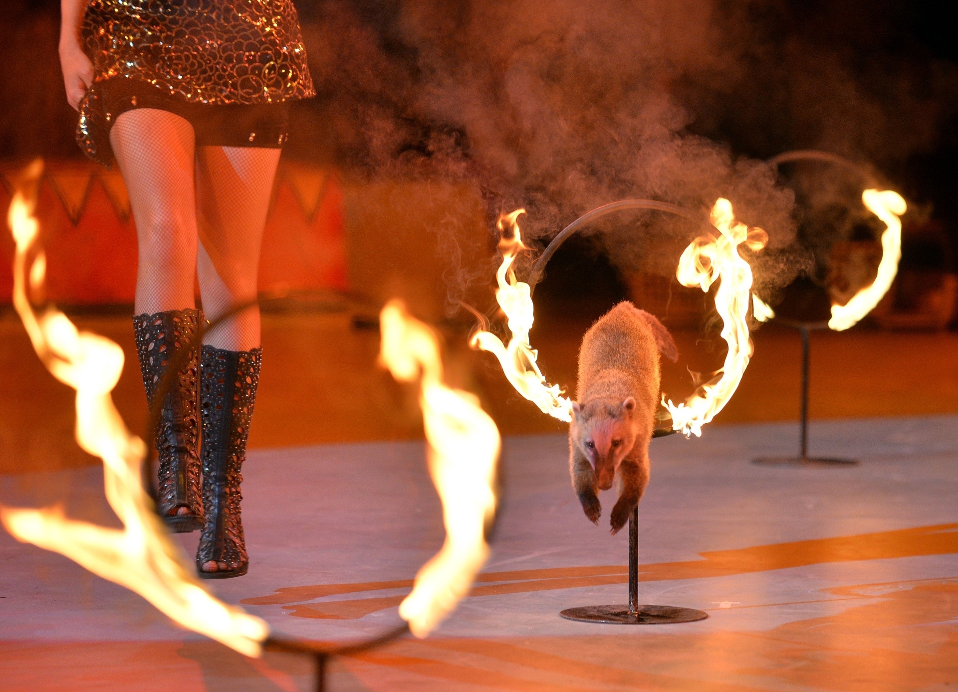 19.set.2013 - Tanuki adestrado pula arcos com fogo durante apresentação do novo show do Circo Nacional da Ucrânia, "Caravana das Maravilhas" - AFP PHOTO/ SERGEI SUPINSKY