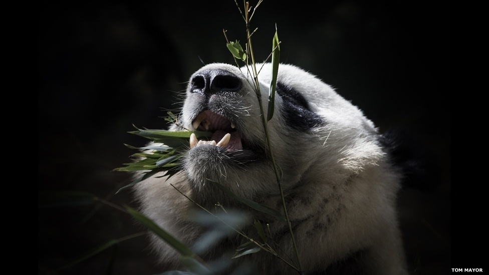 23.set.2013 - Zoológico de Londres premia vencedores de seu prêmio de fotografia. Mais de mil pessoas se inscreveram no concurso, entre amadores e profissionais - Tom Mayor