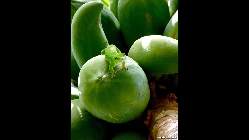 23.set.2013 - Zoológico de Londres premia vencedores de seu prêmio de fotografia. Mais de mil pessoas se inscreveram no concurso, entre amadores e profissionais - Jeremy Cusack