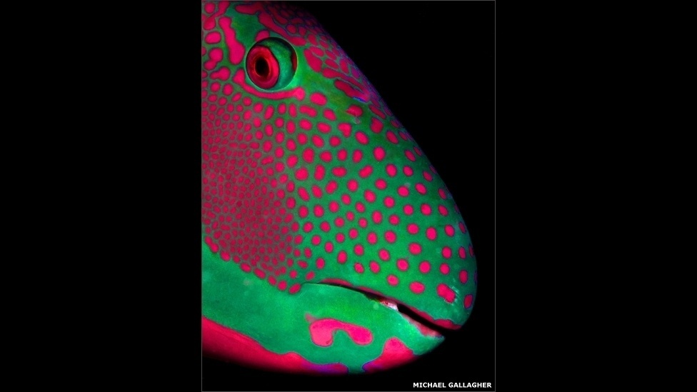 23.set.2013 - Zoológico de Londres premia vencedores de seu prêmio de fotografia. Mais de mil pessoas se inscreveram no concurso, entre amadores e profissionais - Michael Gallagher