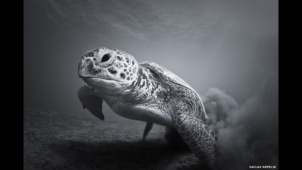 23.set.2013 - Zoológico de Londres premia vencedores de seu prêmio de fotografia. Mais de mil pessoas se inscreveram no concurso, entre amadores e profissionais - Vaclav Krpelik